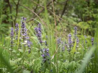 Forest flowers on the background