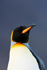 King Penguin, Aptenodytes patagonicus