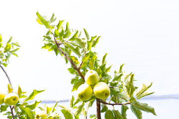 Manzanas en un manzano al atardecer