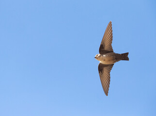 Eurasian Crag Martin, Rotszwaluw, Ptyonoprogne rupestris