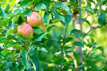 Manzanas en un manzano al atardecer