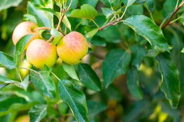 Manzanas en un manzano al atardecer