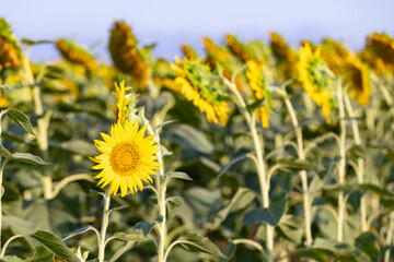 Girasol (Helianthus annuus) en un campo al atardecer