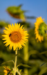 Girasol (Helianthus annuus) en un campo al atardecer