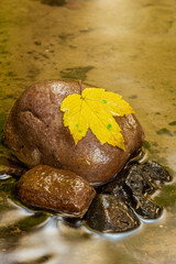 Ahornblatt auf einem nassen Stein