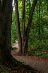 waldweg im herbst