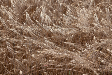 Withered ears of grain crops in field. Close-up, selective focus. The harvest is not harvested....
