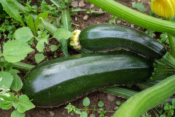 Green zucchini in garden. Growing zucchini on a vegetable garden. Organic farming. Concept of...