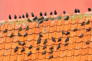 Fotobehang Spreeuw, Common Starling, Sturnus vulgaris © Marc