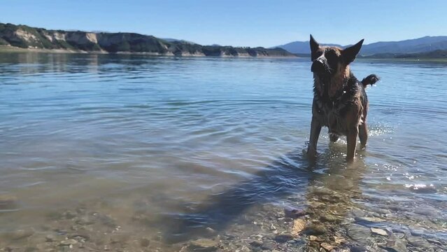 Playful German Shepherd dog shaking its head in slow mo, standing in water at Lake Cachuma USA