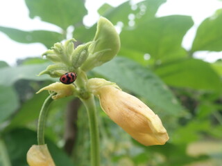 Coccinella beetle on the Asparagus bean (Vigna unguiculata) plant. - obrazy, fototapety, plakaty
