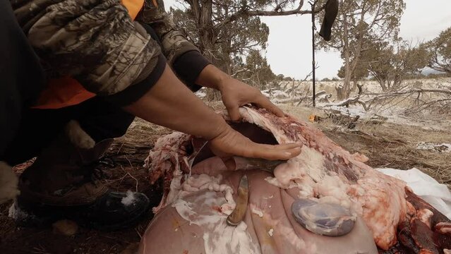 Caucasian Hunter disembowels deer using a knife after the kill. Field dressing in Colorado