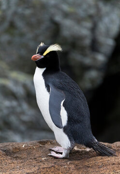 Erect-crested Penguin, Eudyptes Sclateri