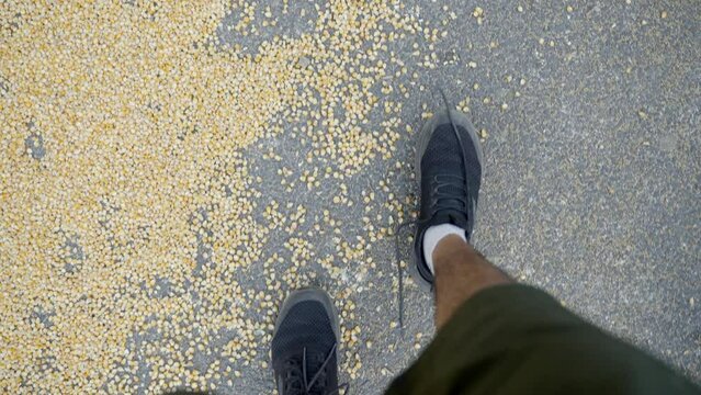 Man Walking On The Road With Corn Kernels Drying On The Ground. - POV, high angle