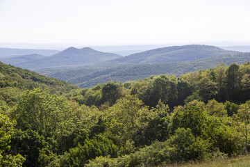 Fototapeta premium forest in the mountains