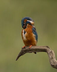 Male Common Kingfisher preening chest feathers perched on a branch with a green background.