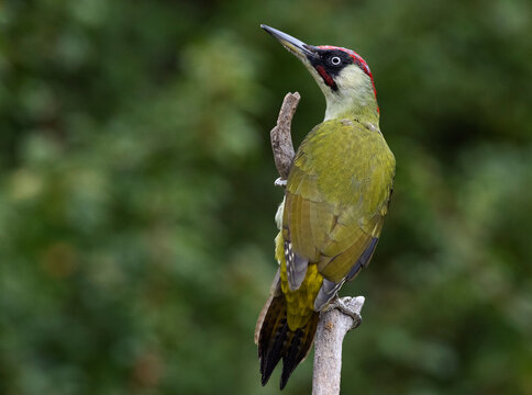 Green Woodpecker, Picus viridis, Groene Specht