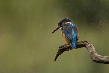 Female Common Kingfisher perched on a branch with raindrops showing against a green background.  