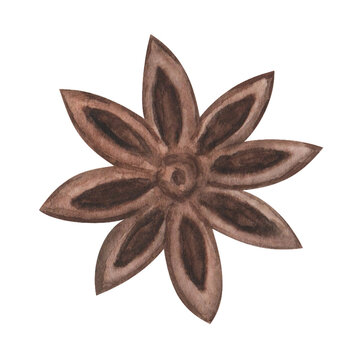 recommend clip art: Watercolor illustration of hand painted brown, beige anise star, badian spice. Ingredient for baking, cooking food. Isolated on white clip art for kitchen, restaurant prints, packaging, pattern making
