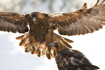 Foto auf Leinwand Steenarend, Golden Eagle, Aquila chrysaetos © Marc