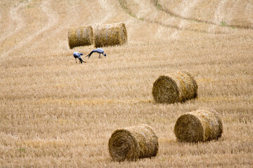 Stanley-kraanvogel, Blue Crane, Anthropoides paradiseus