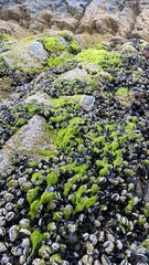 Rocks on the beach at low tide