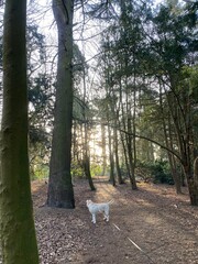 Labrador dog in woods on frosty morning sunrise