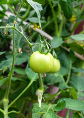Wet unripe green tomatoes on a branch in a vegetable garden 