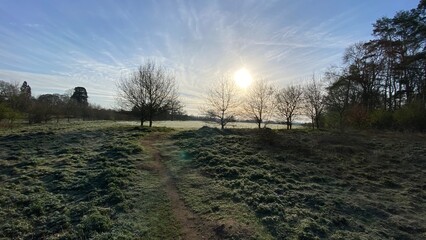 English native trees