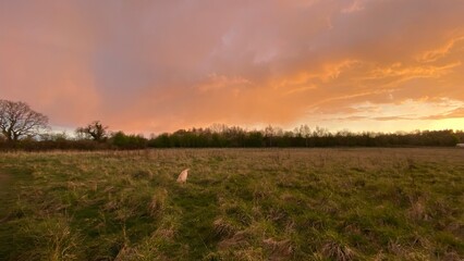 Labrador in field at sunset