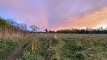 Labrador in field at sunset