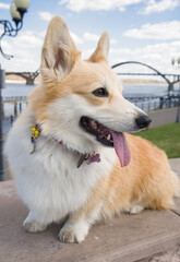 Corgi dog. Pet on the background of the city