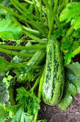Juicy zucchini ripening in the garden in the summer