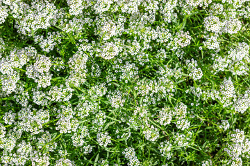 Floral background. Alyssum flower. White small flower.