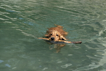 cocker spaniel playing in the river