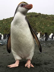 Foto auf Acrylglas Royal Penguin, Eudyptes schlegeli © Marc