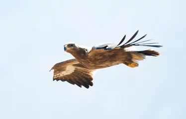 Fototapeten Steppearend, Steppe Eagle, Aquile nipalensis © Marc