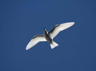 Witte Stern, Common White Tern, Gygis alba