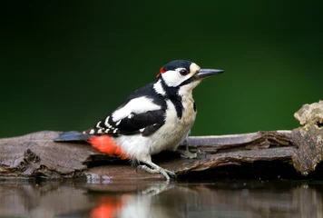 Foto op Aluminium Grote bonte Specht, Great Spotted Woodpecker, Dendrocopos major © Marc