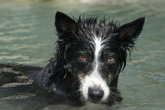 Border Collie Playing In The River