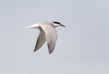 Fototapeta na wymiar Siberian Common Tern, Sterna hirundo longipennis