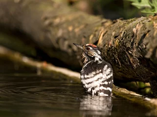 Foto op Aluminium Kleine Bonte Specht, Lesser Spotted Woodpecker, Dendrocopus minor © Marc