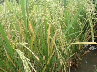 Paddy yellowing, ducking and waving in the rice field or paddy field, ready to harvest.