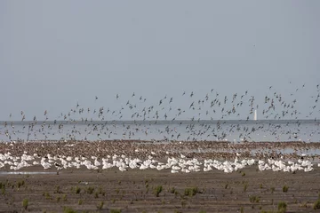 Fotobehang Vogels op Waddenzee, Birds at Wadden Sea © Marc