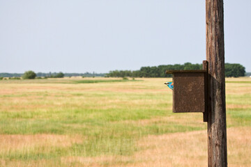 Nestbox of European Roller, Coracias garrulus, in Hungary.