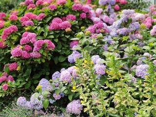 Obraz premium Botanischer Garten Hamburg (LOKI SCHMIDT-GARTEN)