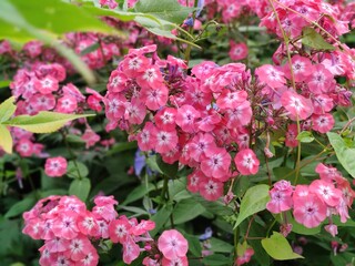 Botanischer Garten Hamburg (LOKI SCHMIDT-GARTEN)
