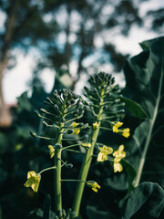 flower in the garden