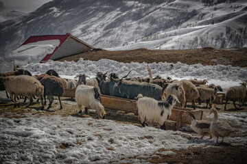 sheep in the mountains