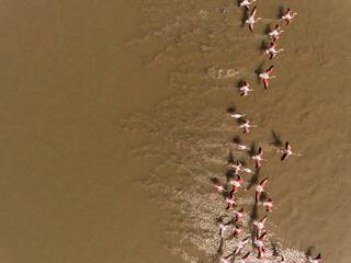 Aerial view of a colony of flamingos in Turkey. © ern